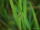 Crambus perlella Weier Grasznsler 