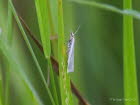 Crambus perlella Weier Grasznsler 