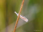 Agriphila selasella Weistreifiger Feuchtwiesen-Grasznsler 