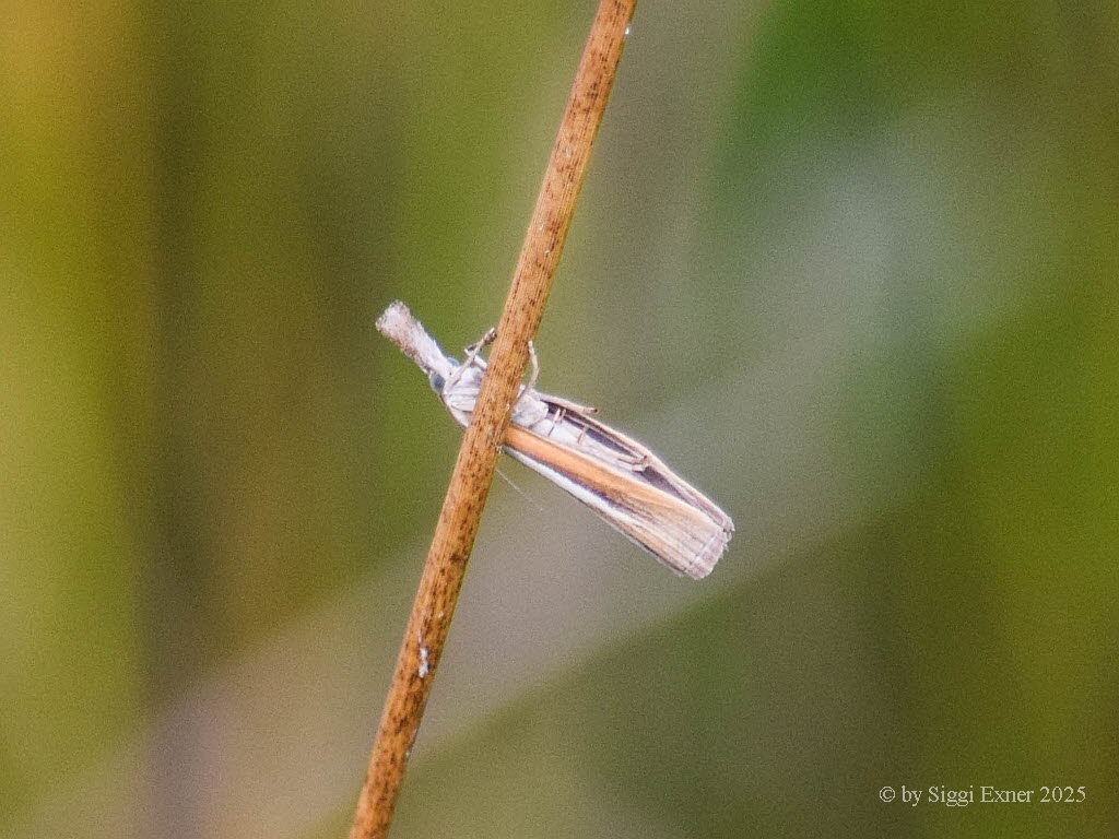 Agriphila selasella Weistreifiger Feuchtwiesen-Grasznsler 