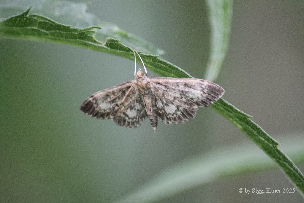 Anania lancealis