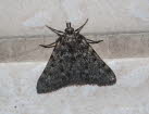 Aglossa pinguinalis Fettznzler 